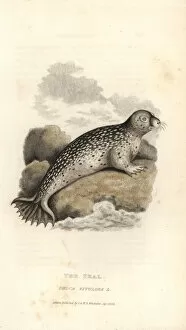 Vitulina Collection: Common or harbour seal, Phoca vitulina