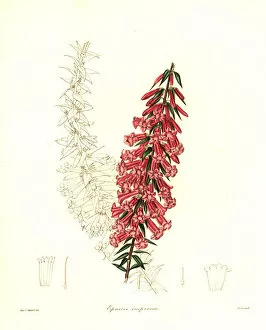 Stevens Collection: Common heath, Epacris impressa