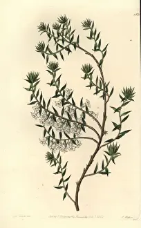 Common heath, Epacris impressa