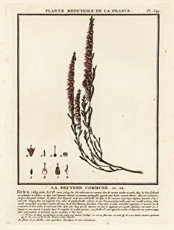 Fodder Prints: Common heather, Calluna vulgaris