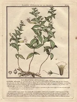 Bulliard Prints: Common hedgehyssop or Herb of Grace, Gratiola officinalis