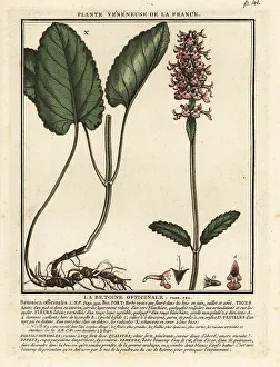 Common hedgenettle, Stachys officinalis