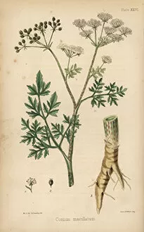 Common hemlock, Conium maculatum