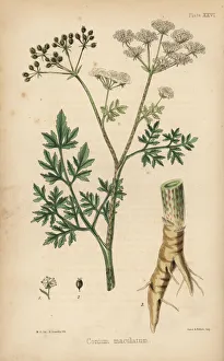 Maculatum Gallery: Common hemlock, Conium maculatum