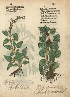 Common hemp nettle, Galeopsis tetrahit