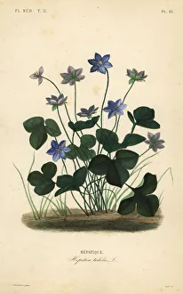 Constans Collection: Common hepatica or liverwort, Anemone hepatica