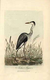 1811 Gallery: Common heron, Ardea major, Grey heron, Ardea cinerea