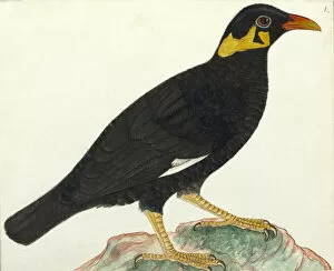 Passeriformes Collection: Common hill myna, Gracula religiosa