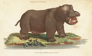 Kearsley Prints: Common hippopotamus, Hippopotamus amphibius