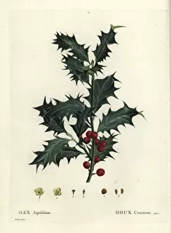 Aquifolium Gallery: Common holly, Ilex aquifolium