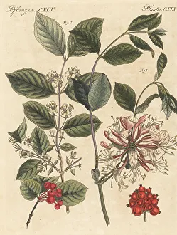 Carl Bertuch Prints: Common honeysuckle and fly honeysuckle