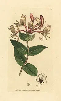 Sowerby Prints: Common honeysuckle or woodbine, Lonicera periclymenum