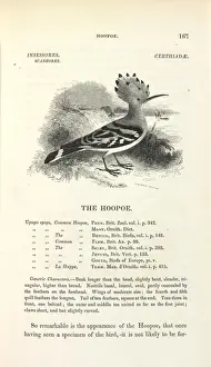 Hoopoe Prints: Common Hoopoe