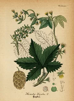 Medical Pharmaceutical Gallery: Common hop, Humulus lupulus