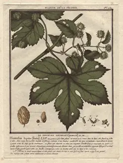 Bulliard Prints: Common hops, Humulus lupulus