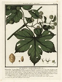 Colour Printing Prints: Common hops, Humulus lupulus