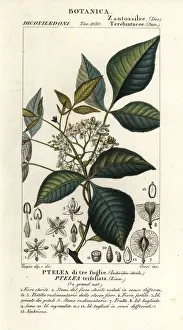 Common hoptree, Ptelea trifoliata