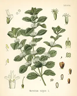 Vulgare Prints: Common horehound, Marrubium vulgare