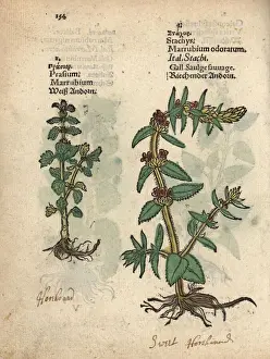 Vulgare Prints: Common horehound, Marrubium vulgare, and downy