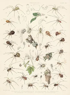 Tuffen West Prints: Common house spider, tangle-web spider, cobweb spiders