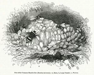 Common Humble Bees