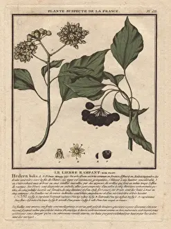 Bulliard Prints: Common ivy with berries, Hedera helix
