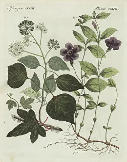 Common ivy and lesser periwinkle