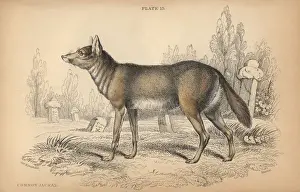 Jardine Prints: Common jackal, Canis aureus