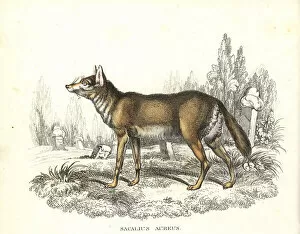 Canis Collection: Common jackal in graveyard