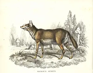Common jackal in graveyard