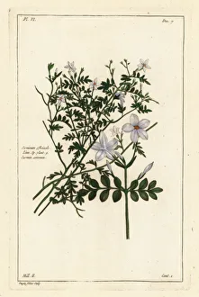 Herbal Prints: Common jasmine, Jasminum officinale, Linn. Sp. plant