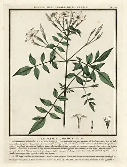 Fragrance Prints: Common jasmine, Jasminum officinale