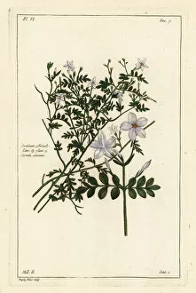 Buchoz Gallery: Common jasmine, Jasminum officinale, Linn. Sp. plant