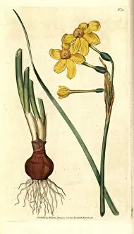 Curtis Collection: Common jonquil, Narcissus jonquilla