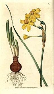 Common Gallery: Common jonquil, Narcissus jonquilla