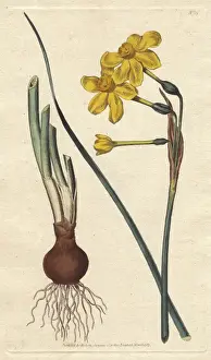 Narcissus Prints: Common jonquil with vivid yellow flowers, bulb