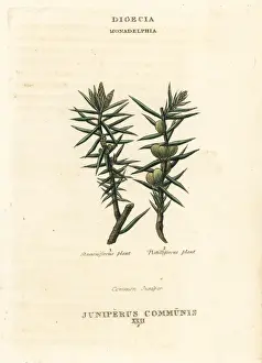 Communis Prints: Common juniper, Juniperus communis