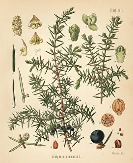 Common juniper, Juniperus communis