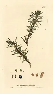 Common juniper, Juniperus communis