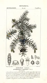 Common juniper, Juniperus communis