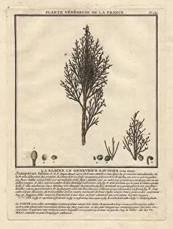 Communis Prints: Common juniper tree, Juniperus communis, with berries