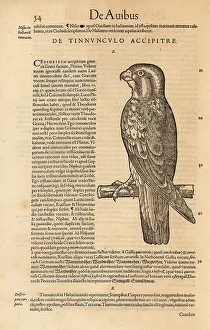 Cambier Prints: Common kestrel, Falco tinnunculus