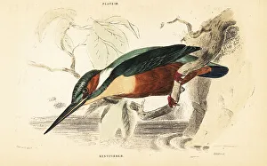 River Kingfisher Prints: Common kingfisher, Alcedo atthis