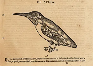 Cambier Prints: Common kingfisher, Alcedo atthis ispida