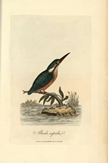 Alcedo Gallery: Common kingfisher, Alcedo ispida, Alcedo atthis