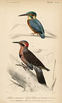 Alcedo Gallery: Common kingfisher, Alcedo ispida, and northern