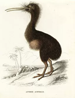 Apteryx Gallery: Common kiwi, Apteryx australis