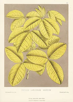 Common laburnum, Laburnum anagyroides