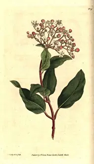 Curtis Prints: Common laurustinus, Viburnum tinus