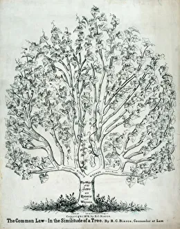 Images Dated 9th May 2012: The common law in the similitude of a tree